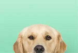 Collection image for: CBD Animaux