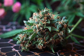 Gamme Néo-Cannabinoïdes 🧬