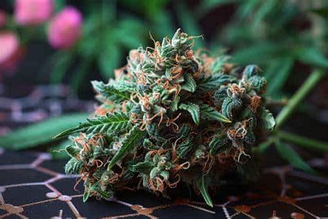Gamme Néo-Cannabinoïdes 🧬
