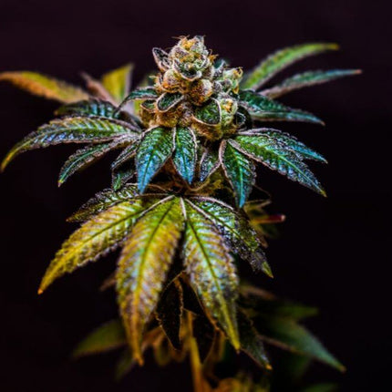 Collection image for: Fleurs