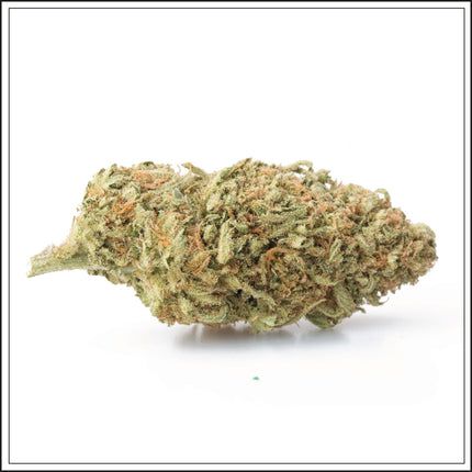 Small Bud Moby Dick - 4%